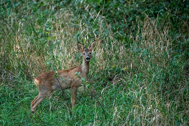 Deer seeking eye contact, Stadtpark Rotehorn, Magdeburg, Saxony-Anhalt, Germany, Europe
