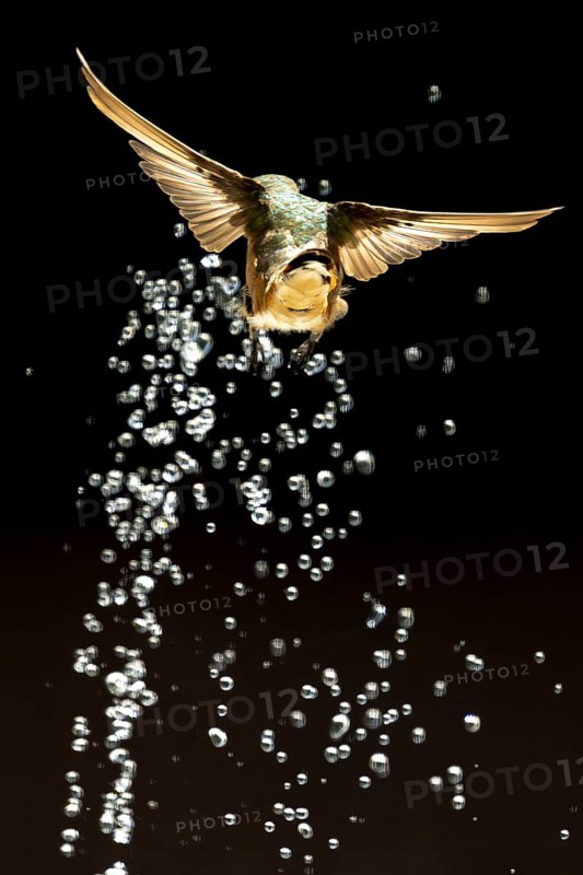 Rufous hummingbird enjoying the water fountain