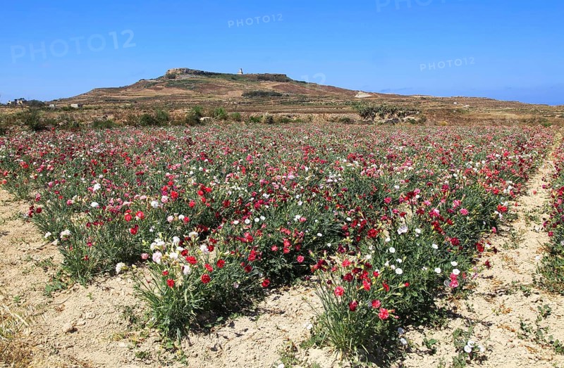 Crop of carnation flowers view to hilltop Ta 'Gurdan, Gordan or Gordon lighthouse, Gozo, Malta, Europe