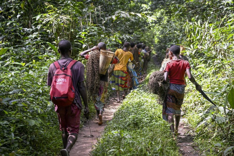 Pygmies of the Baka or BaAka people with their hunting nets on their way to the hunt, Dzanga-Sangha Special Dense Forest Reserve, Sangha-Mbaéré Prefecture, Central African Republic, Africa