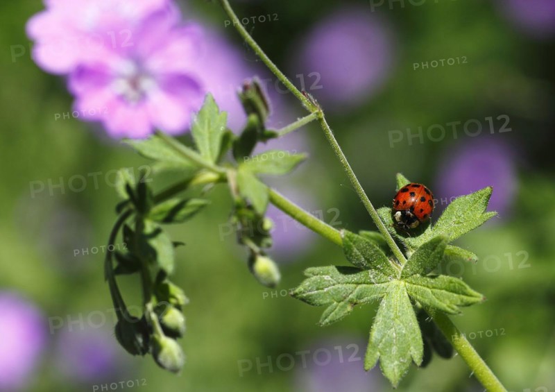 Asian lady beetle (Harmonia axyridis), multicoloured or harlequin ladybird on cranesbill (Geranium), North Rhine-Westphalia, Germany, Europe
