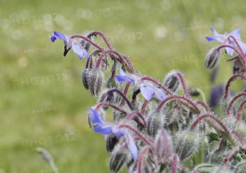 Borage (Borago officinalis), flowers and buds, North Rhine-Westphalia, Germany, Europe