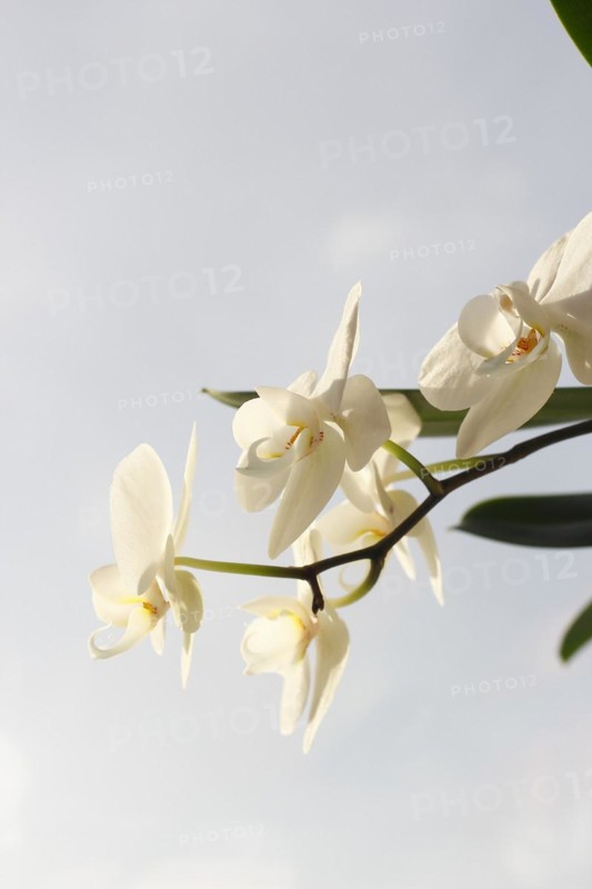 White orchid (Phalaenopsis), flower, North Rhine-Westphalia, Germany, Europe
