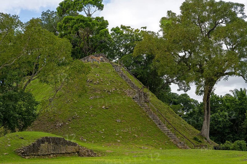 Jaguar on pyramid Mayan culture Belize Central America
