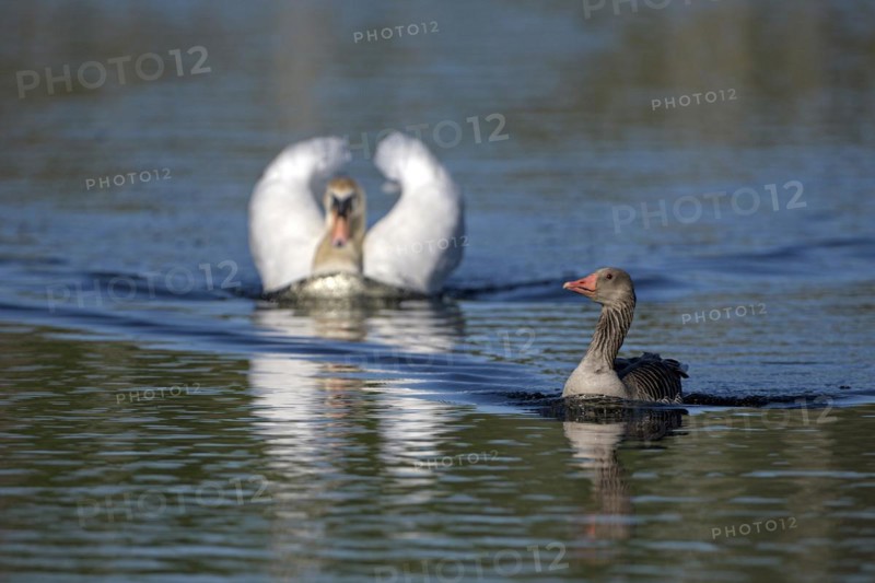 Greylag goose (Anser anser) and mute swan (Cygnus olor), greylag goose being chased by a threatening mute swan, subsidence area, Bottrop, Ruhr area, North Rhine-Westphalia, Germany, Europe