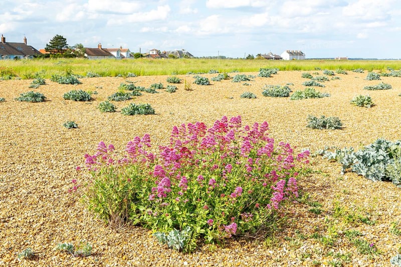 Valerian flowering, Valeriana officinalis, growing vegetated shingle beach, Shingle Street, Hollesley, Suffolk, England, UK