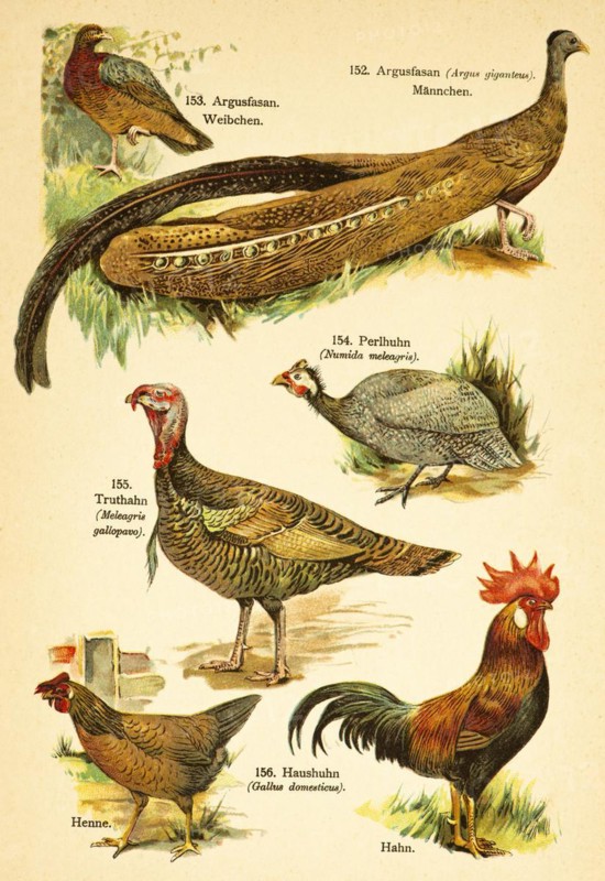 Great argus (Argusianus argus), guinea fowl (Numida meleagris), turkey (Meleagris gallopavo), domestic chicken (Gallus domesticus) or birds of the world, historical illustration 1890