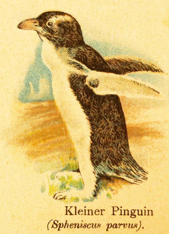 Little penguin (Spheniscus parvus) or (Spheniscidae) seabird, southern hemisphere, cold deserts, world of birds, historical illustration 1890