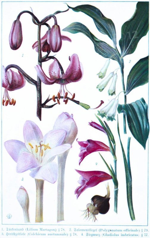 Botany, Turk's cap (Lilium Martagon), Solomon's seal (Polygonatum officinale), autumn crocus (Colchicum auctumnale), gladiolus (Gladiolus imbricatus), historical illustration 1900