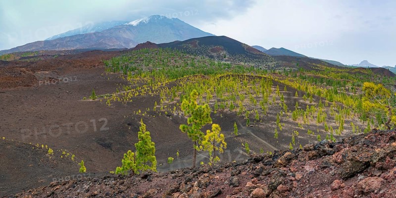 Canary Island pines (Pinus canariensis), Mirador de Chio, Teide National Park, Tenerife, Canary Islands, Spain, Europe
