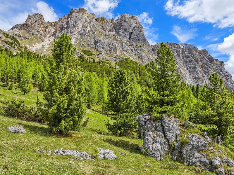 Passo di Falzarego with Tofane and Lagazuoi, trees in front of the Dolomites, Belluno, Italy, Europe
