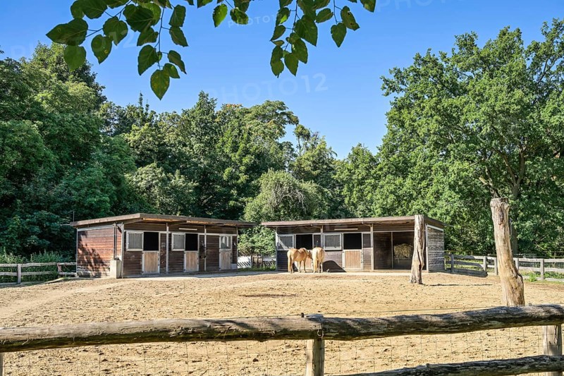 Haflinger, Gutshof am Britzer Schloss, Alt-Britz, Neukölln, Berlin, Germany, Europe