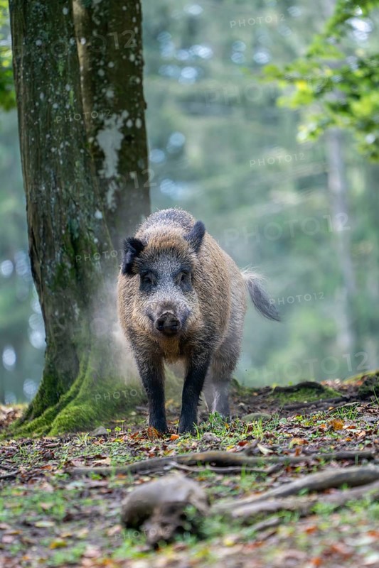 Wild boar (Sus scrofa), boar, Vulkaneifel, Rhineland-Palatinate, Germany, Europe