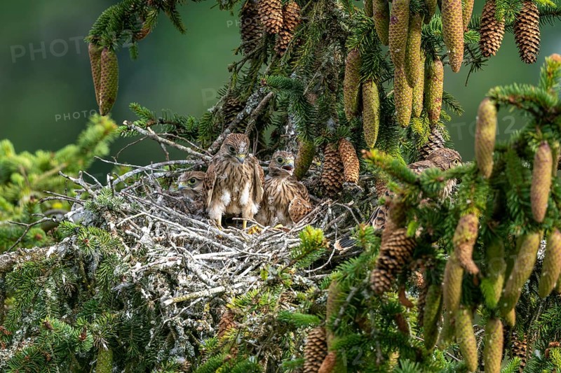 Common kestrel (Falco tinnunculus), young birds not yet ready to fly in the nest, Rhineland-Palatinate, Germany, Europe