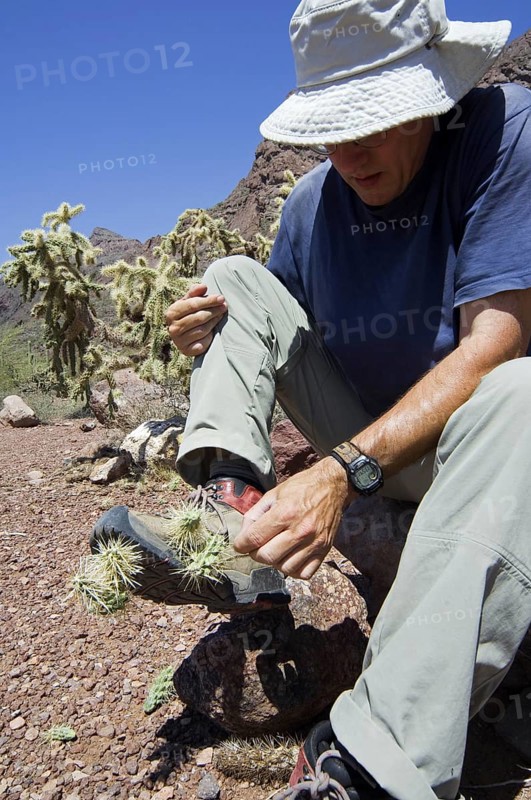 Hiker removes fallen spiny fruit of the hanging chain cholla, jumping cholla (Cylindropuntia fulgida, Opuntia fulgida) from shoe, native to the Southwestern United States and Sonora