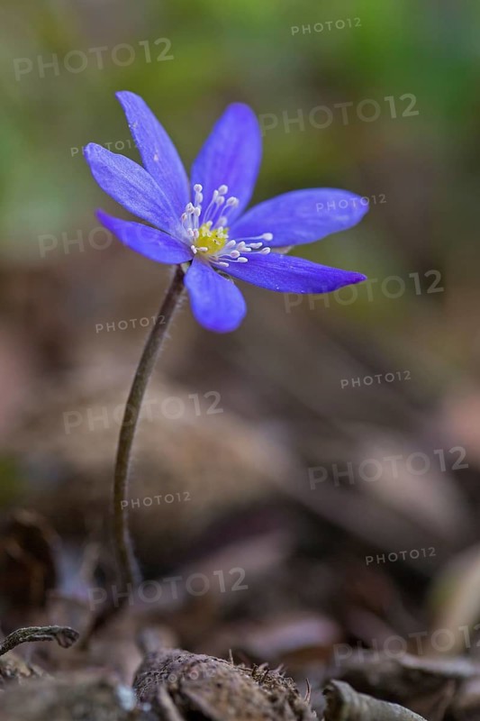 Common Hepatica, liverwort, kidneywort, pennywort (Anemone hepatica, Hepatica nobilis) in flower in spring