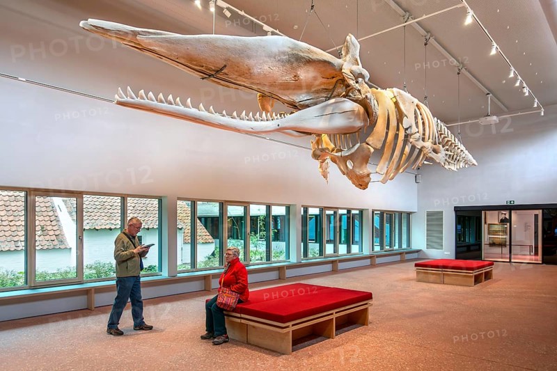 Skeleton of sperm whale Valentijn, Valentine in the NAVIGO Visserijmuseum, fishery museum at Oostduinkerke, Koksijde, West Flanders, Belgium, Europe