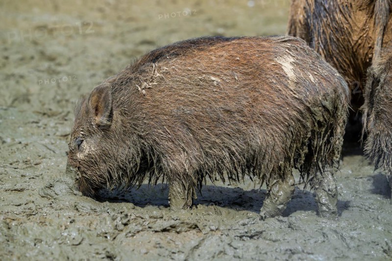 Wild boar (Sus scrofa) juvenile pig foraging with muddy snout digging in quagmire, mud pool in spring