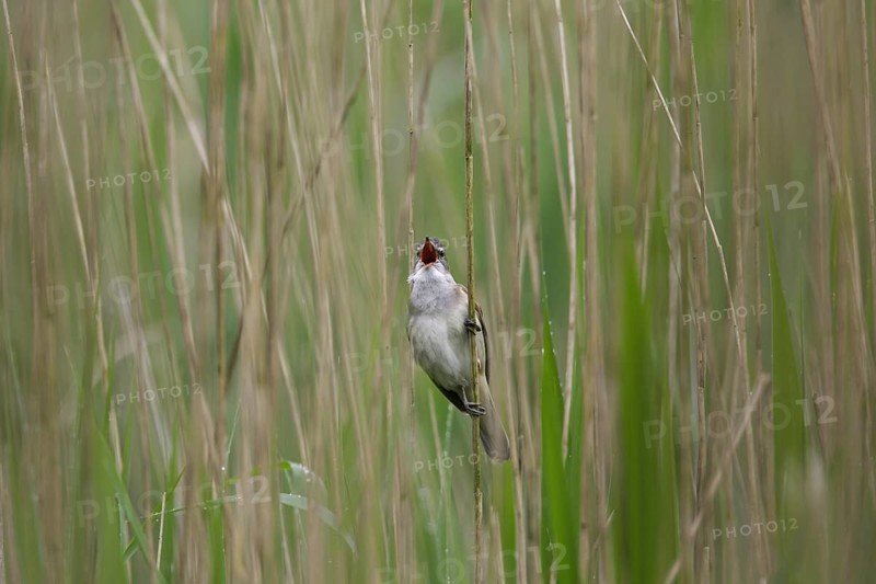 Great reed warbler (Acrocephalus arundinaceus) male singing from reed stem in reedbed in spring