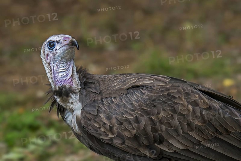 Hooded vulture (Necrosyrtes monachus) close up portrait, native to Africa