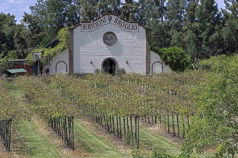 Vineyard and winery of Bertolini y Broglio Bodega Boutique near Salto, northwestern Uruguay