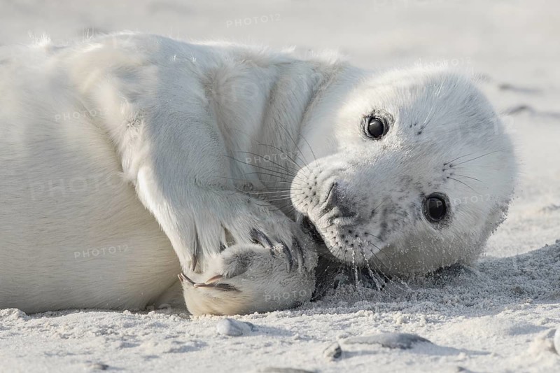 Grey seal baby with white fur lies on the sandy beach on the island of Düne near Heligoland, Germany, Europe