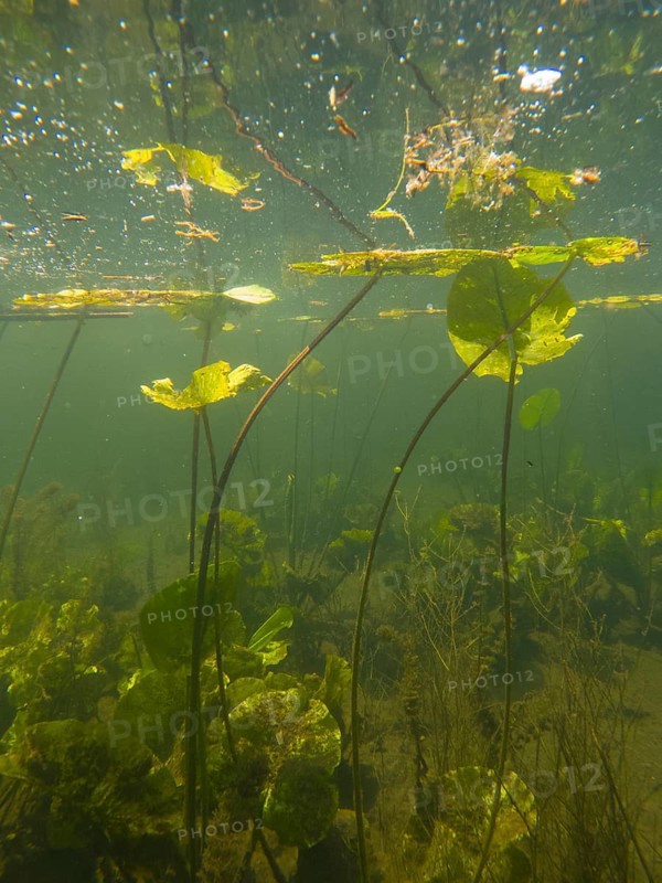 Pond roses (Nuphar lutea), under water, Lower Austria