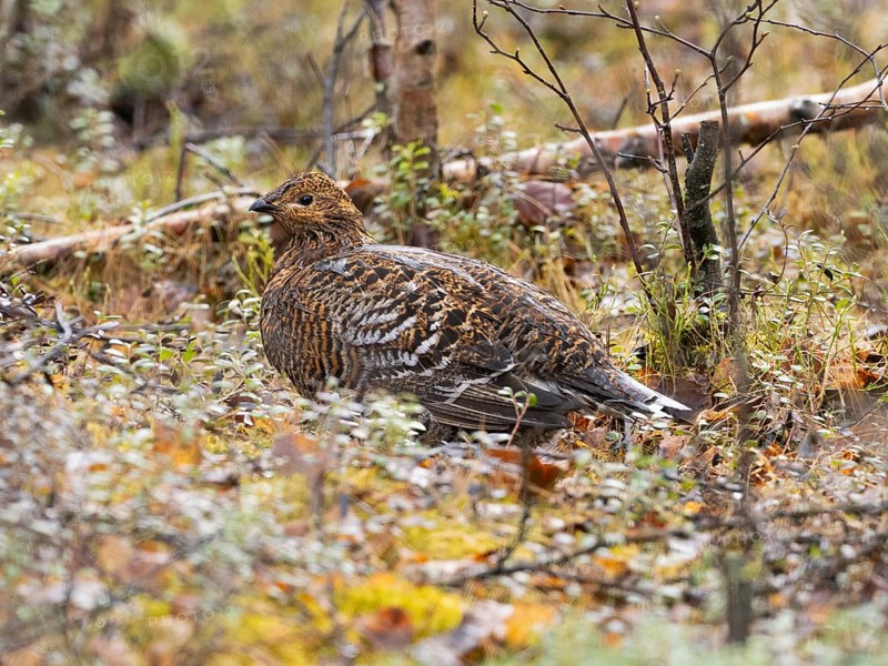 Hazel Grouse (Bonasa bonasia) adult female with wet plumage after it has been raining, crouching on ground, May, Finnish Lapland