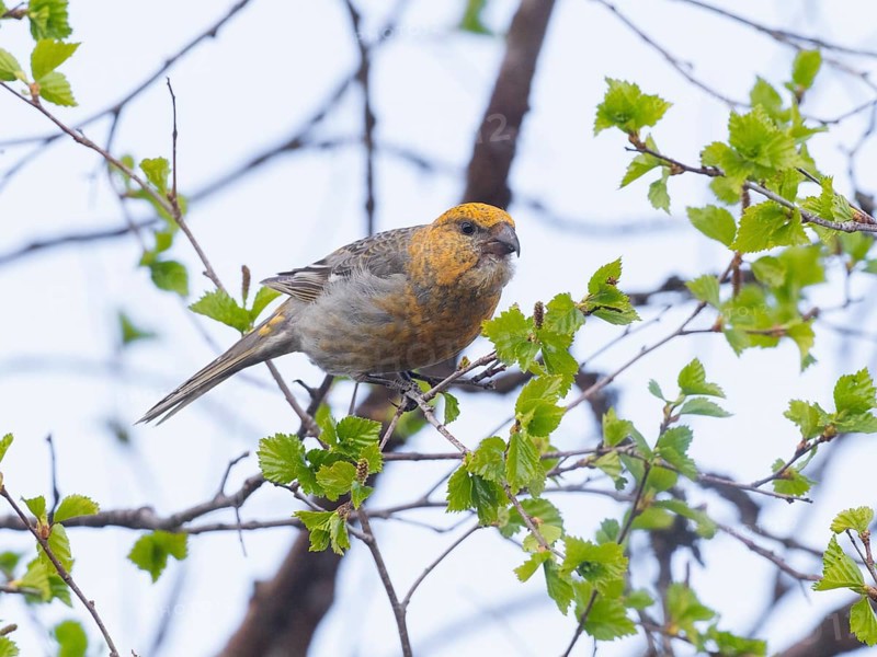 Pine Grosbeak (Pinicola enucleator), adult female, perched on Birch tree branch, May, Finnish Lapland