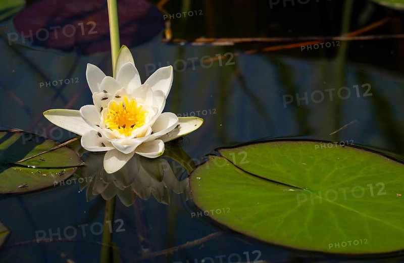 European white water lily (Nymphaea alba), insects, water, Lower Austria