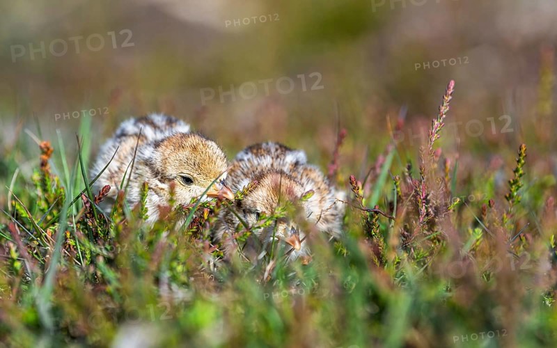 Chick of Red-legged Partridge, Alectoris rufa, North York Moors National Park, Yorkshire, England, United Kingdom, Europe