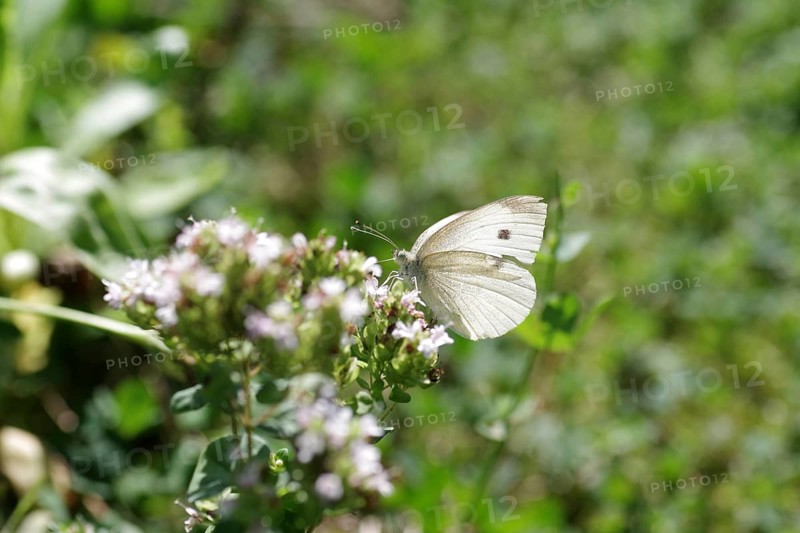 Small white (Pieris rapae), macro, butterfly, flower, sunlight, close-up of the cabbage white butterfly with its white wings. The butterfly sucks nectar from a flower