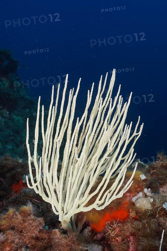 White gorgonian (Eunicella singularis) rising from a colourful reef. Dive site Giens Peninsula, Provence Alpes Côte d'Azur, France, Europe