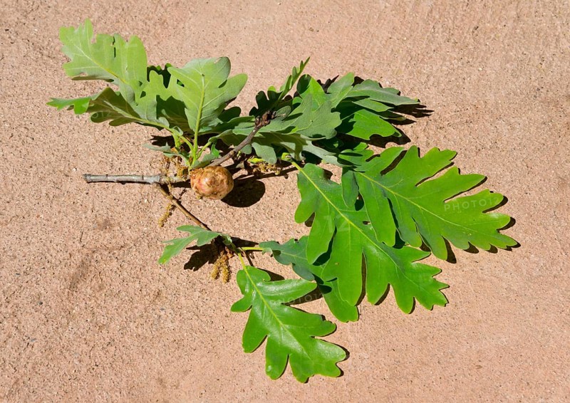 Green oak leaves on a small branch on light-coloured ground, gall on an oak caused by a sponge gall wasp (Biorhiza pallida), oak, Piornal, Cáceres, Cacares, Extremadura, Spain, Europe