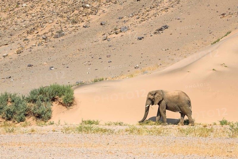 Desert elephant (Loxodonta africana) in front of a dune in the Huab dry river, Damaraland, Kunene region, Namibia, Africa