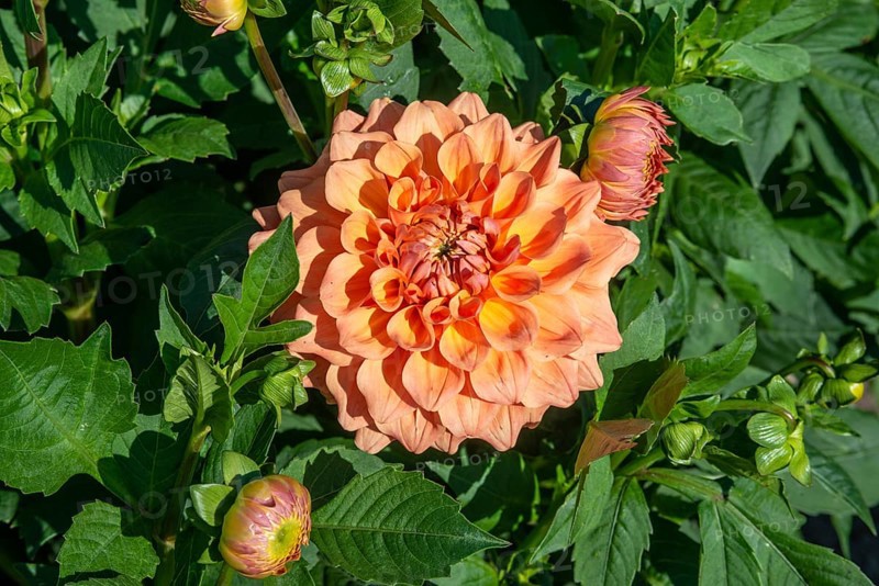 Flowering Dahlias (Dahlia), variety Just Marriwd in the Dahlia Farm in Löderup, Ystad municipality, Skåne County, Sweden, Scandinavia, Europe
