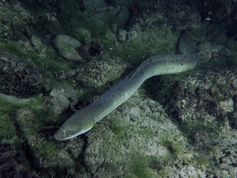 Grey European eel (Anguilla anguilla) in a rocky environment with algae. Dive site Klosterinsel, Rheinau, Canton Zurich, Rhine, High Rhine, Switzerland, Germany, Europe