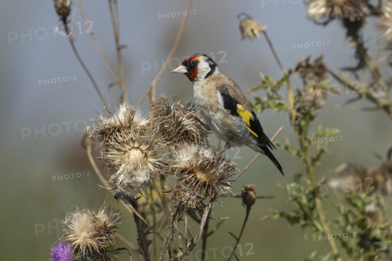European goldfinch (Carduelis carduelis) adult bird on a Spear thistle seedhead in the summer, England, United Kingdom, Europe