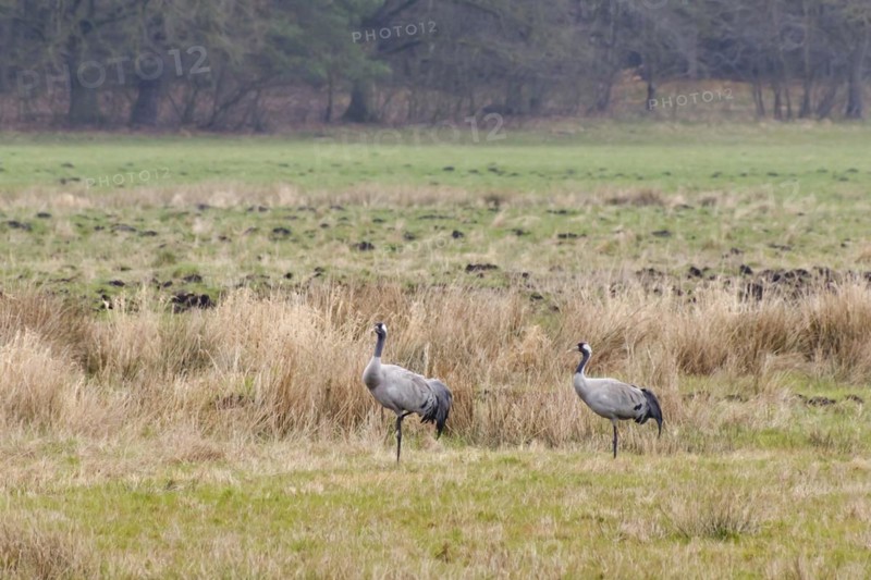 Two cranes (Grus grus) in Teufelsbruch, Waren, Müritz, Heilbad, Müritz National Park, Mecklenburg Lake District, Mecklenburg, Mecklenburg-Western Pomerania, Germany, Europe