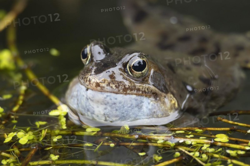 Common frog (Rana temporaria) adult croaking in a garden pond in the spring, Suffolk, England, United Kingdom, Europe