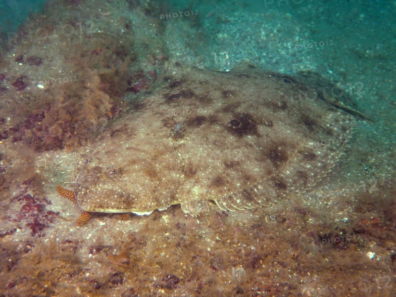 Eye-butt (Bothus ocellatus), butt, flounder, dive site Amber Jack, Destin, Panhandle, Gulf of Mexico, Florida, USA, North America