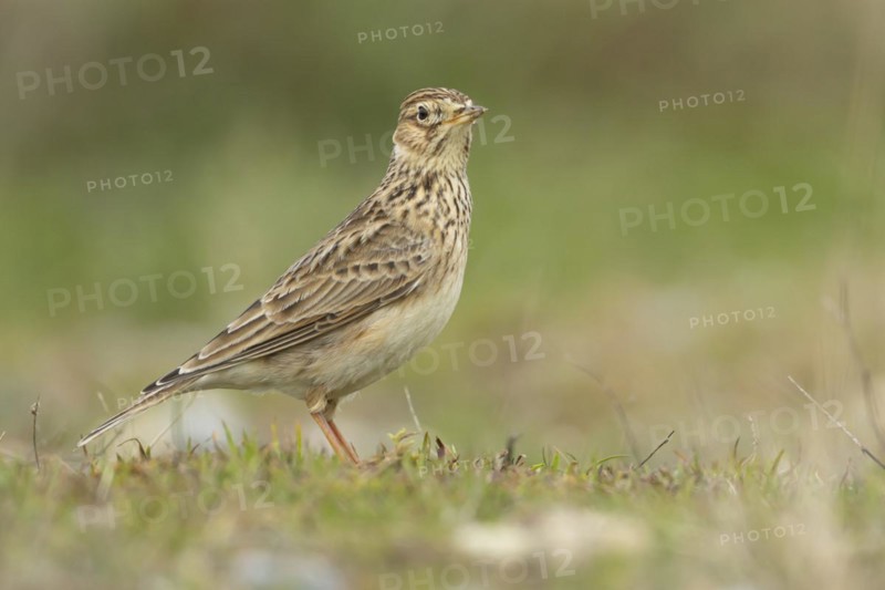Eurasian skylark (Alauda arvensis) adult bird on grassland, England, United Kingdom, Europe