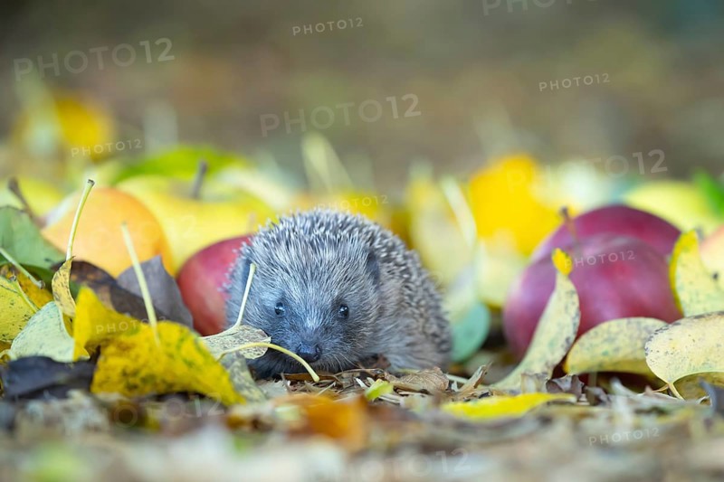 European hedgehog (Erinaceus europaeus) adult animal walking amongst fallen apples on a garden lawn in the autumn, Suffolk, England, United Kingdom, Europe