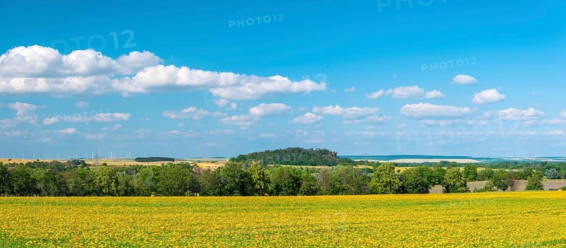 Field with marigolds (Calendula officinalis), medicinal plant, blue sky with cumulus clouds, near Quedlinburg, Saxony-Anhalt, Germany, Europe