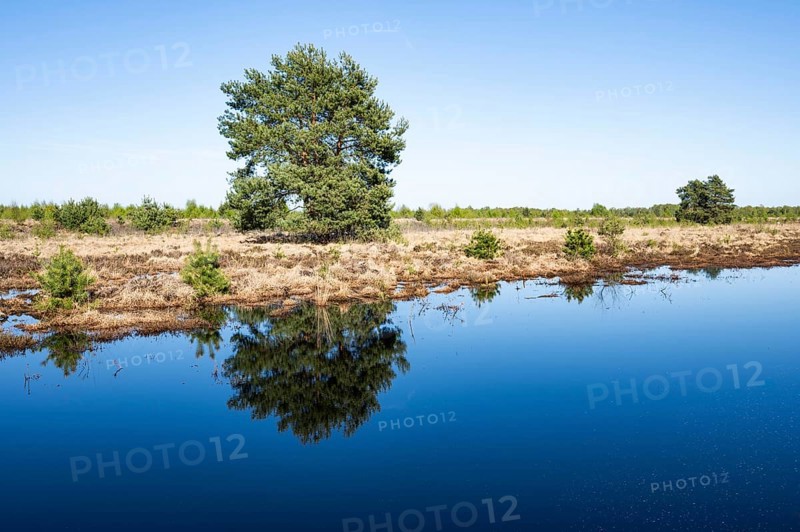 Moorland landscape, Scots pine (Pinus sylvestris), renaturalised, peat-covered moorland, Großes Moor nature reserve, Lower Saxony, Germany, Europe
