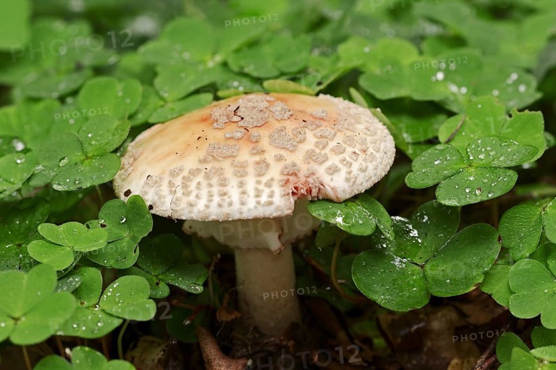 Pearl mushroom or blusher (Amanita rubescens) and common wood sorrel (Oxalis acetosella), North Rhine-Westphalia, Germany, Europe