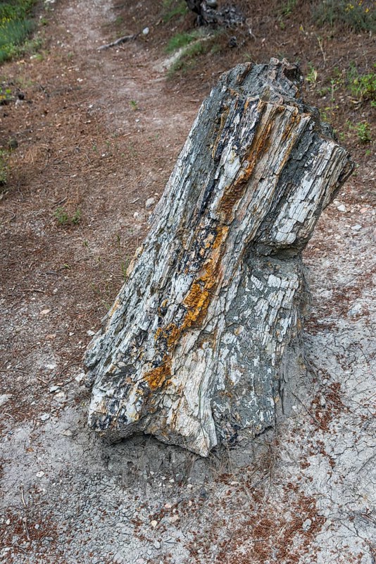 Standing fossilised tree trunk with distinctive grain and colour stripes, Petrified Forest, Lefkimis, Eastern Macedonia and Thrace, Greece, Europe