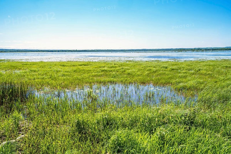 View at a flooded wetland with lush green water plants on the waters edge a beautiful spring day