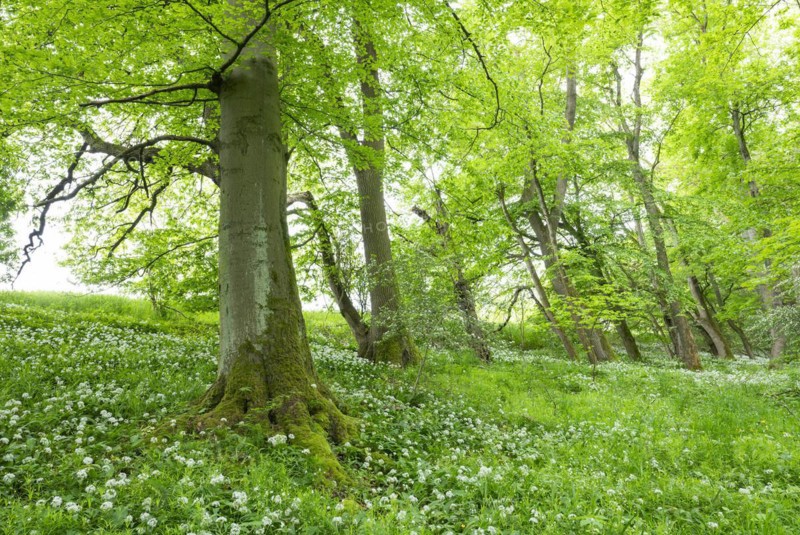 Mixed deciduous forest, ramson (Allium ursinum) flowering, Hainich National Park, Thuringia, Germany, Europe