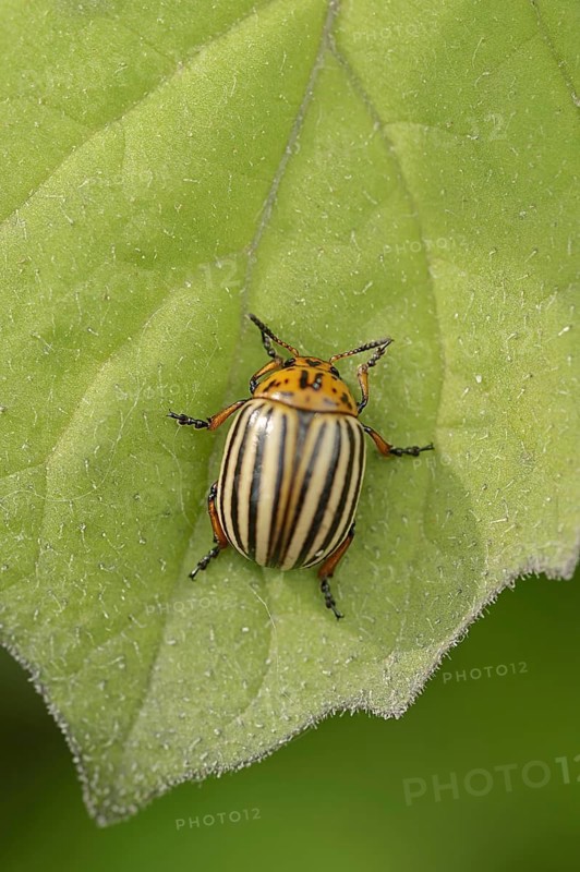 Colorado potato beetle (Leptinotarsa decemlineata), North Rhine-Westphalia, Germany, Europe